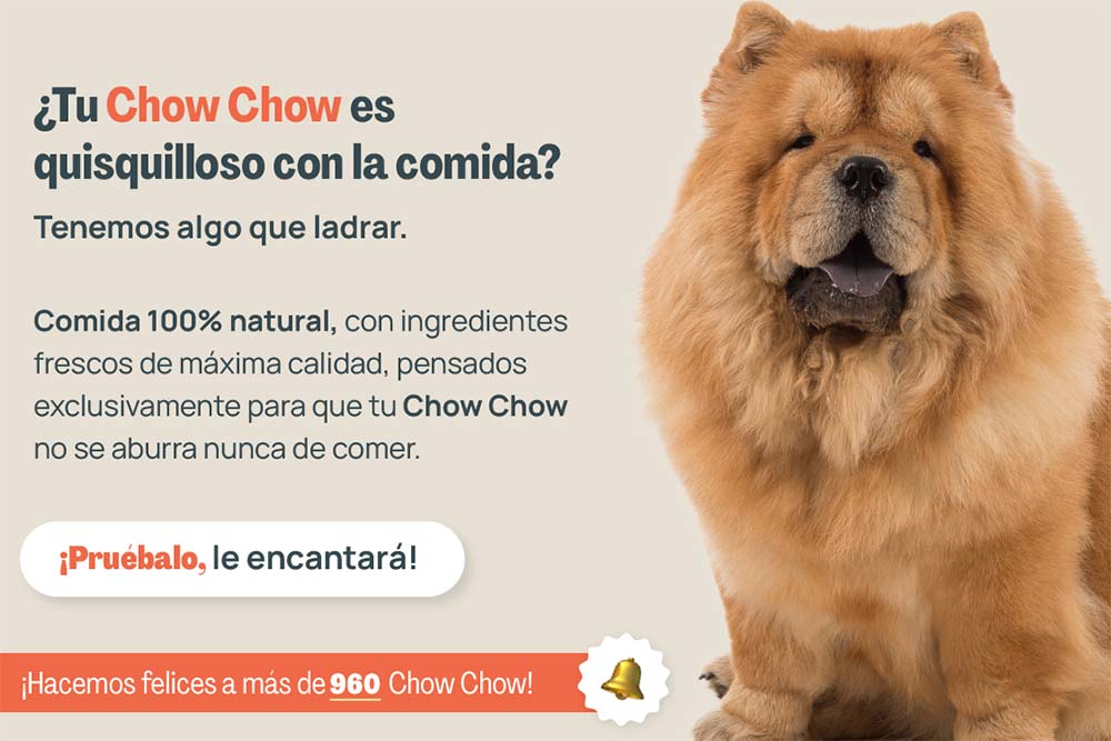 Chow chow
