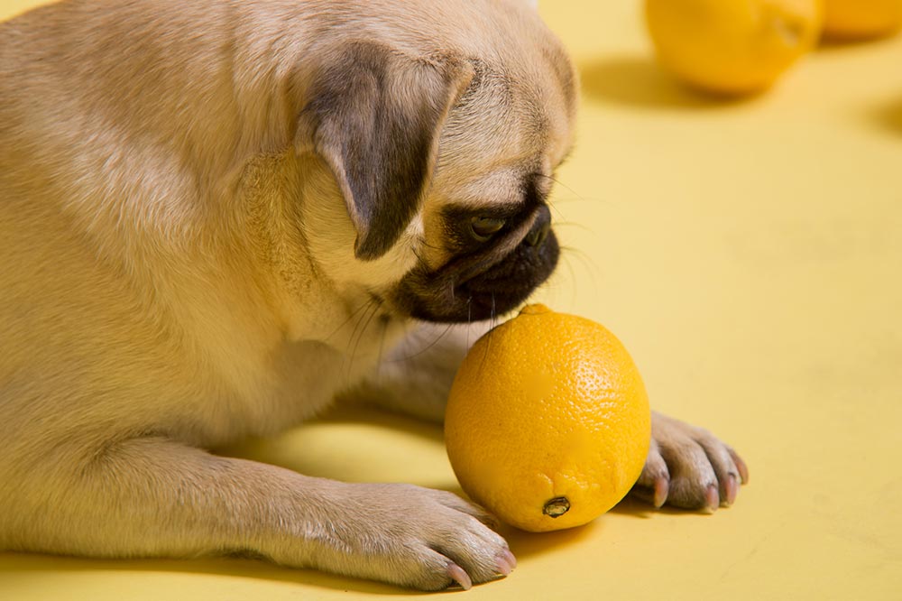 Come dovrebbe essere somministrato il limone nella dieta dei cani