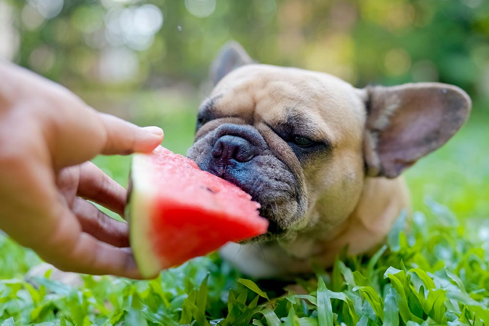 Come introdurre languria nella dieta del tuo cane