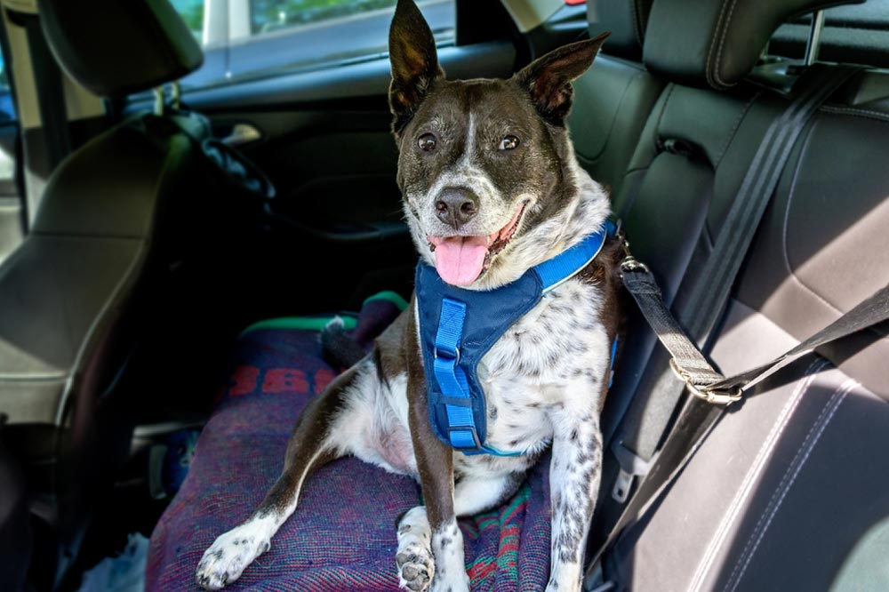 Todo lo que debes saber al elegir un cinturón de seguridad para perros -  COOLDENCIA