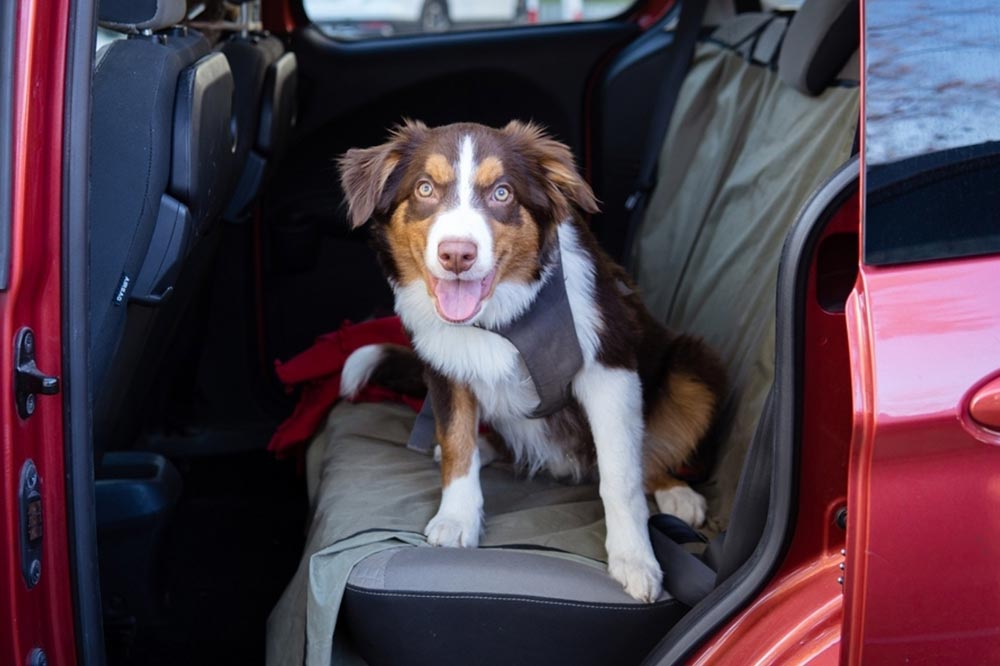 Como elegir el cinturon de seguridad adecuado para tu perro