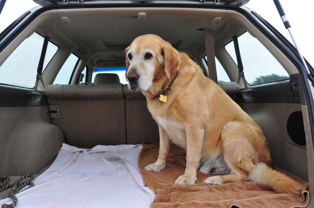 Consejos para viajar en coche con perro