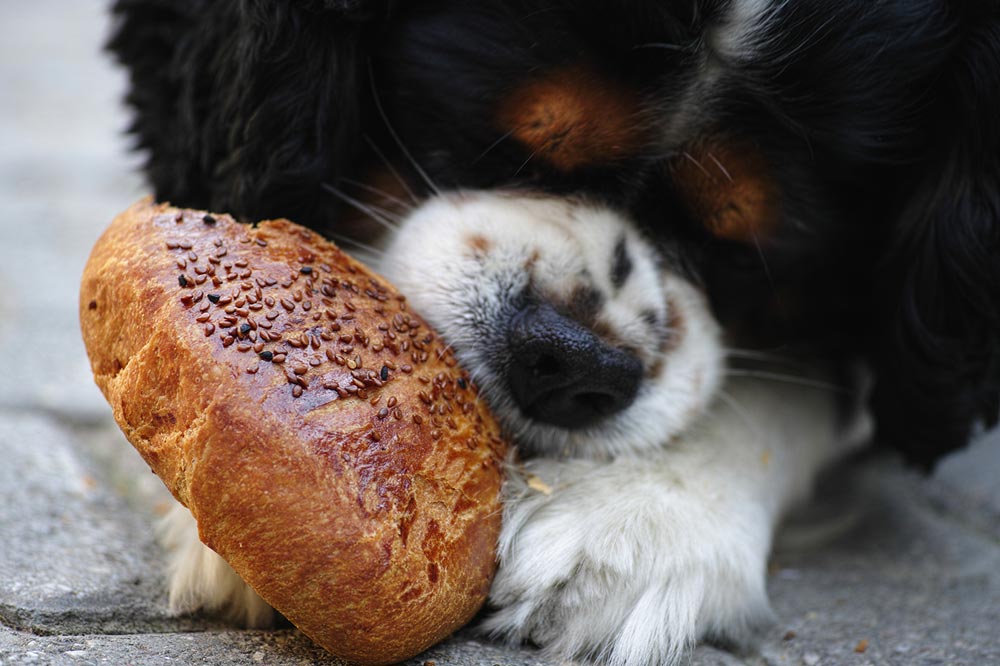 Consigli finali sull alimentazione del tuo cane