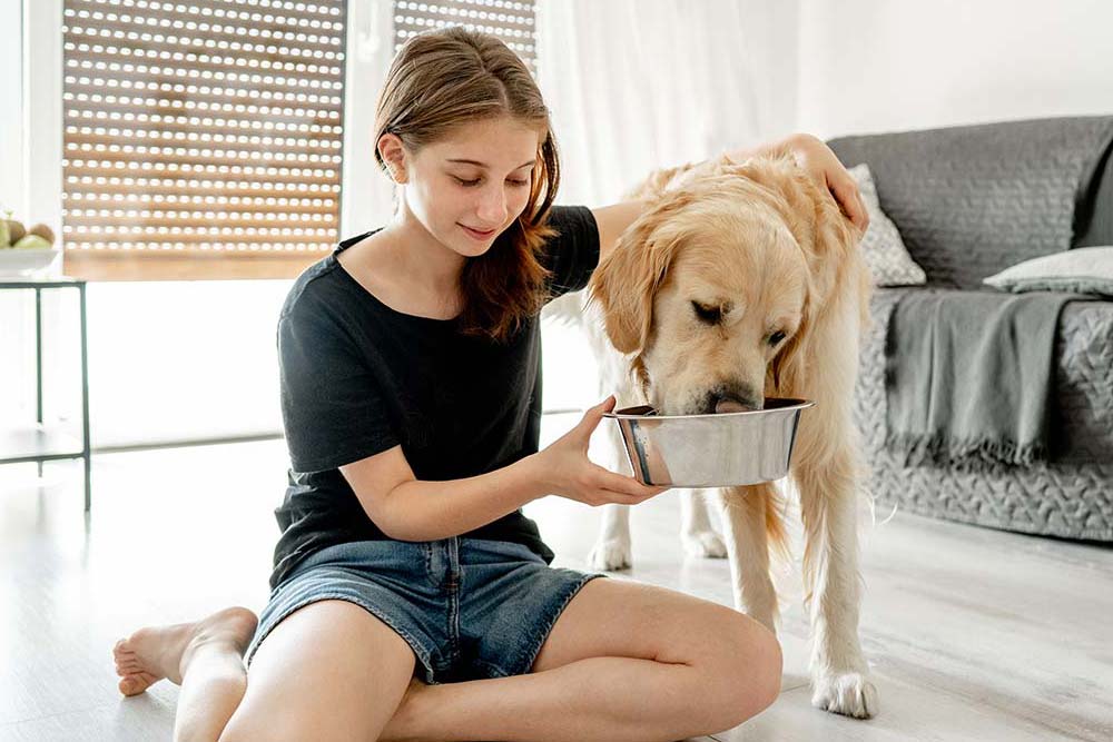 Consigli utili per nutrire un cane con ipotiroidismo