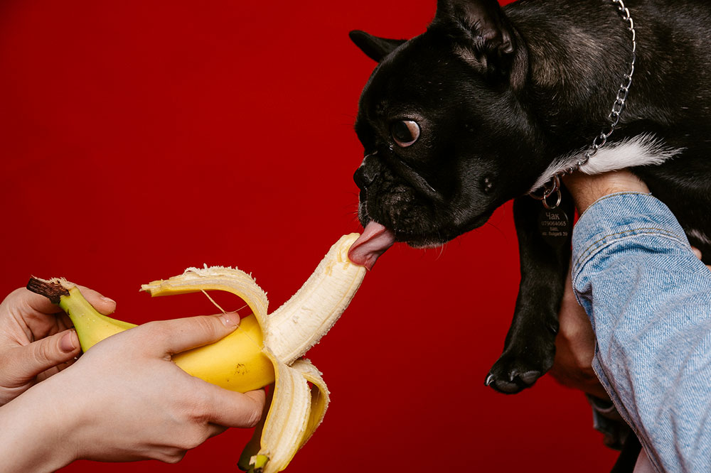 Controindicazioni al consumo di banane per i cani
