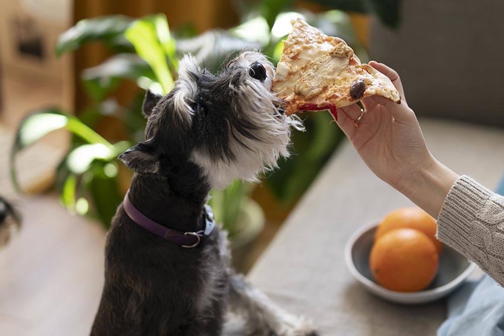 Cosa succede se il tuo cane mangia la pizza