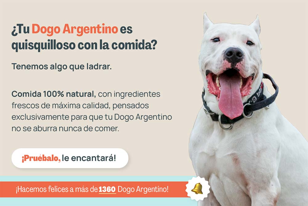 Dogo argentino alimentación