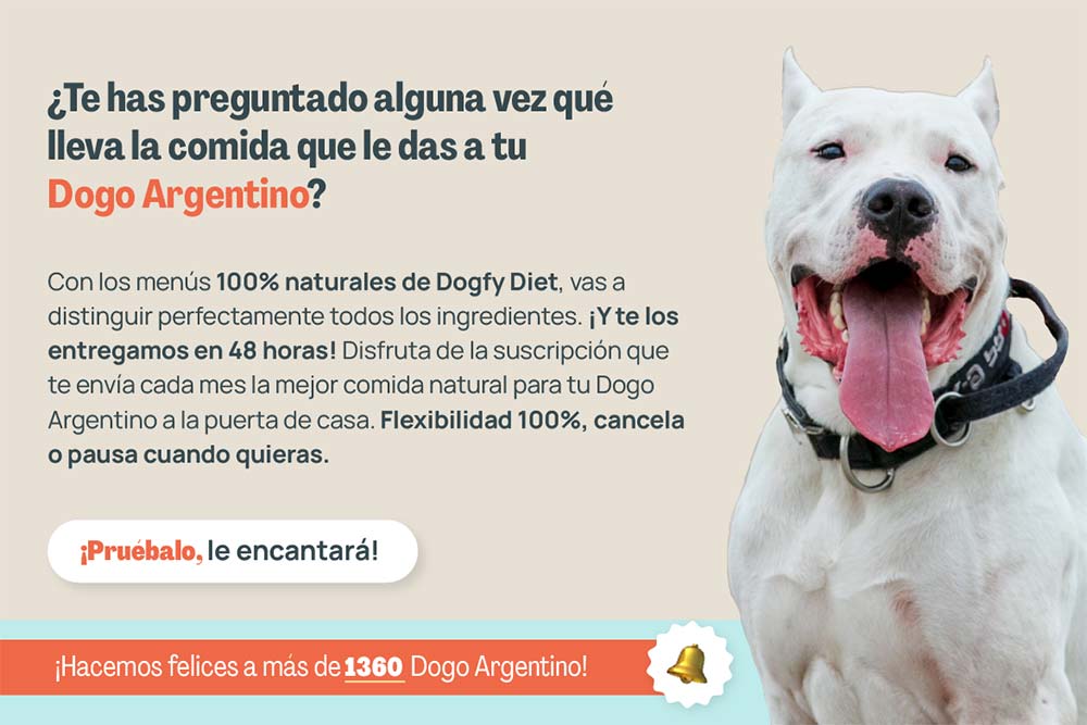 https://blog.dogfydiet.com/wp-content/uploads/2023/07/Dogo-argentino-te-has-preguntado.jpg