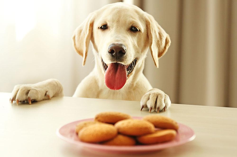 Effetti dei dolci sul comportamento dei cani
