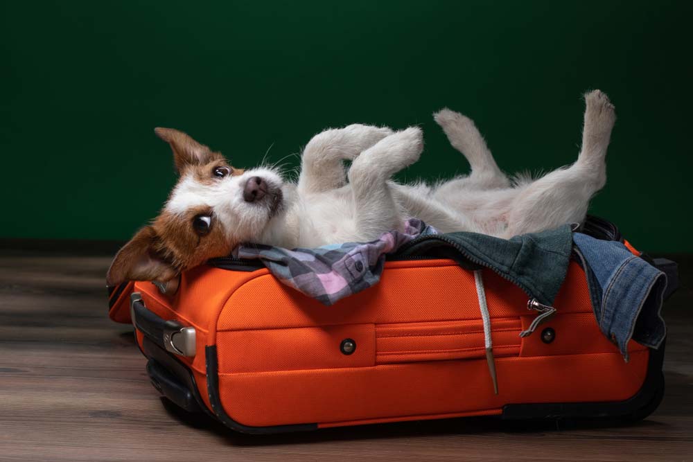 Errores a evitar al viajar en avion con tu perro