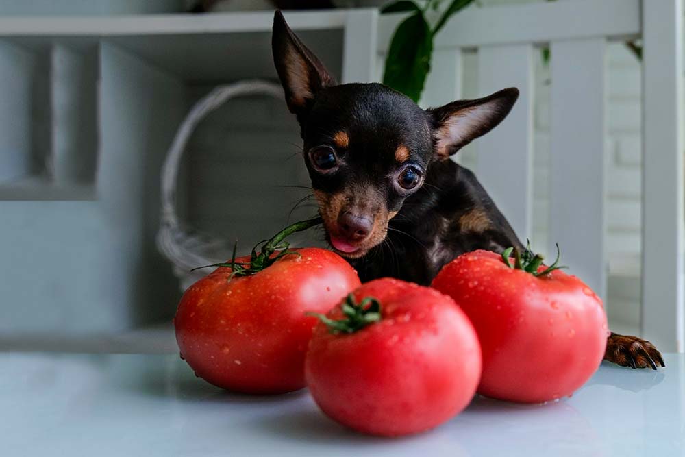 I pomodori sono sani per i cani