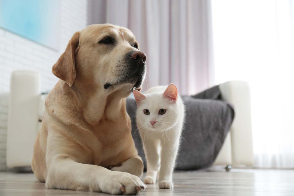 Labrador retriever y gato