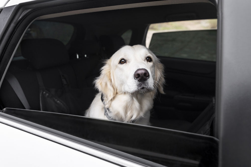No dejes a tu perro solo dentro del coche
