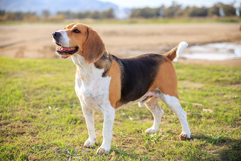 Perros para senderismo Beagle