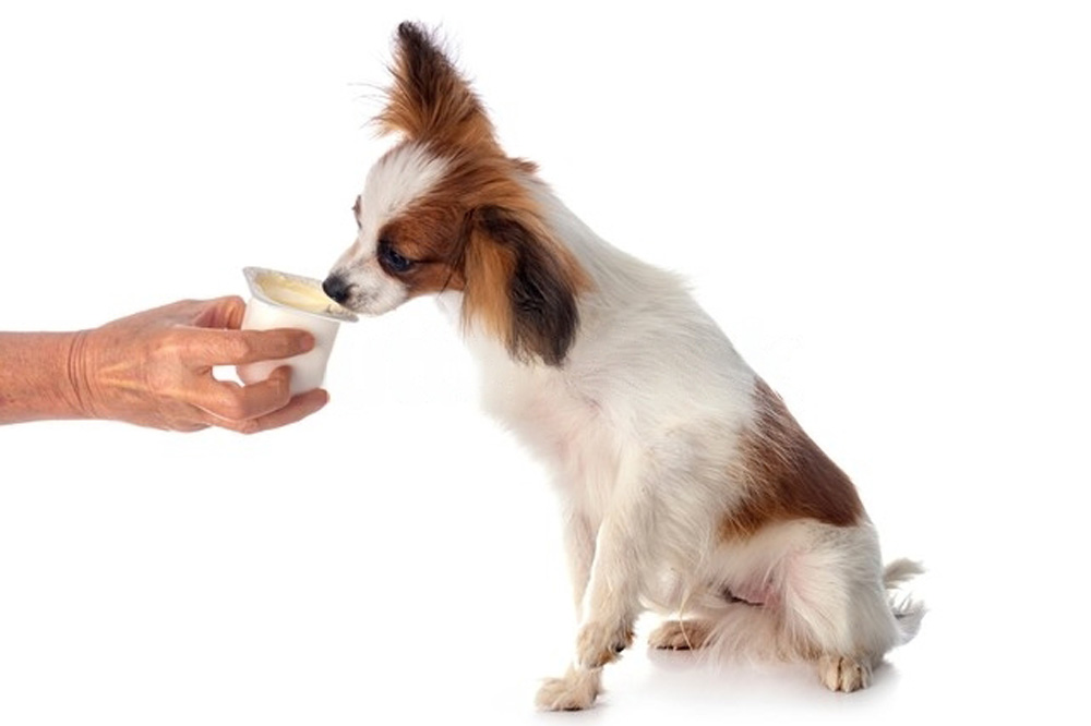 Possibili effetti negativi dello yogurt sui cani