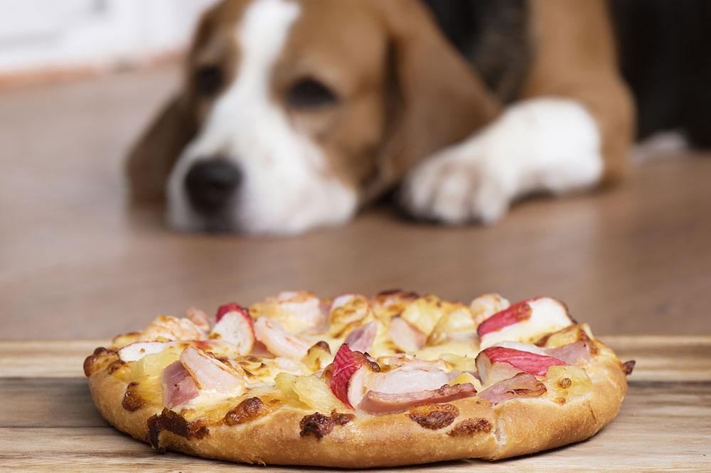 Quali altri fast food come le pizze dovrebbero essere evitati nella dieta del cane