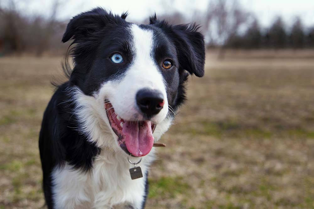 Razas de perros con ojos de dos colores border collie