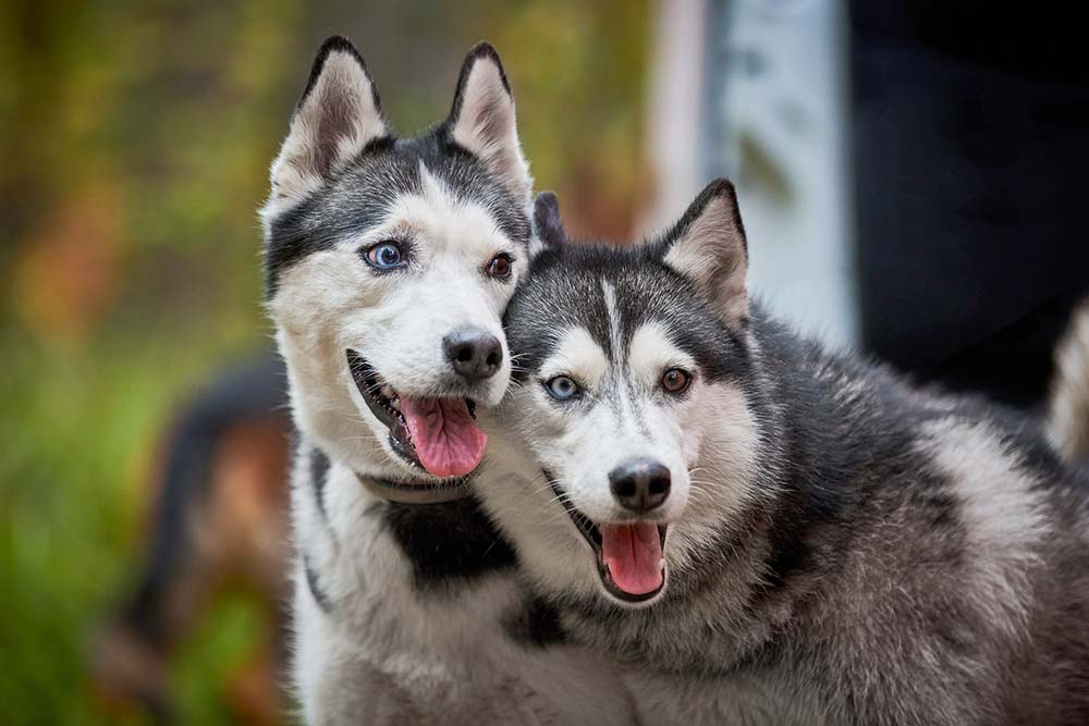 Razas de perros rusos Husky siberiano