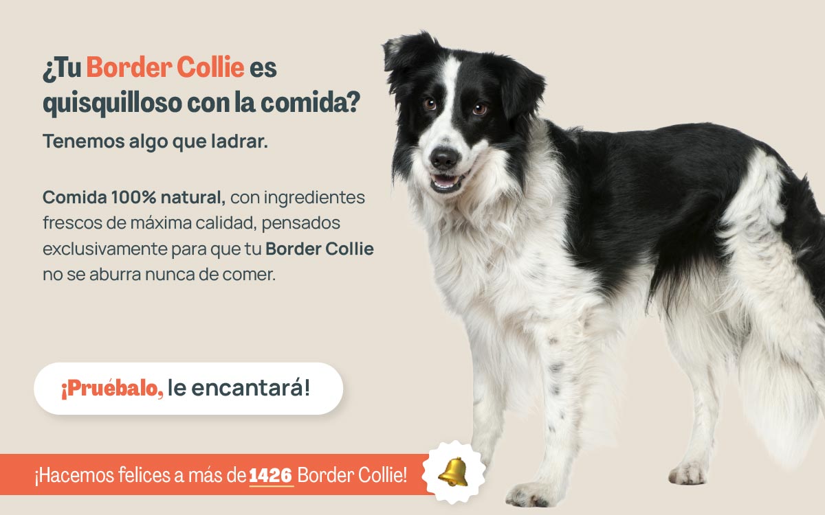 menu natural border collie