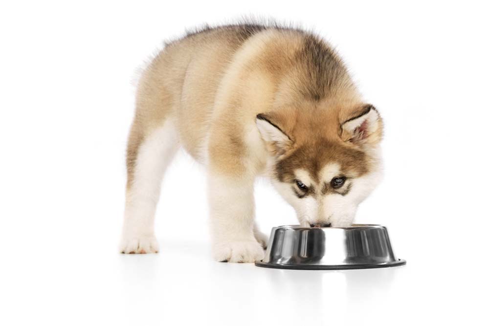 Alimentazione ottimale per il tuo Husky siberiano