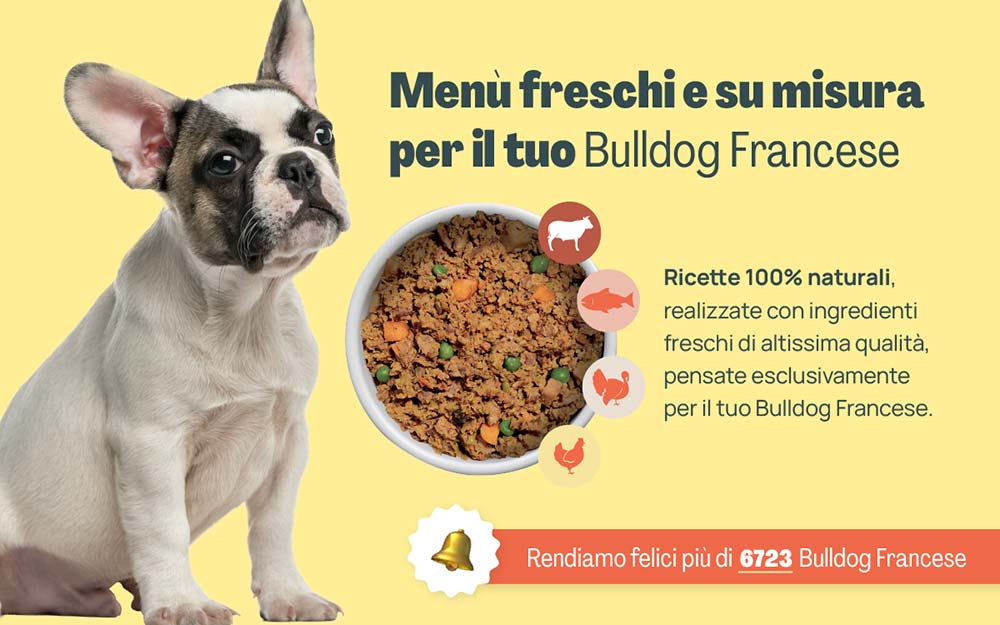 Bulldog francese banner