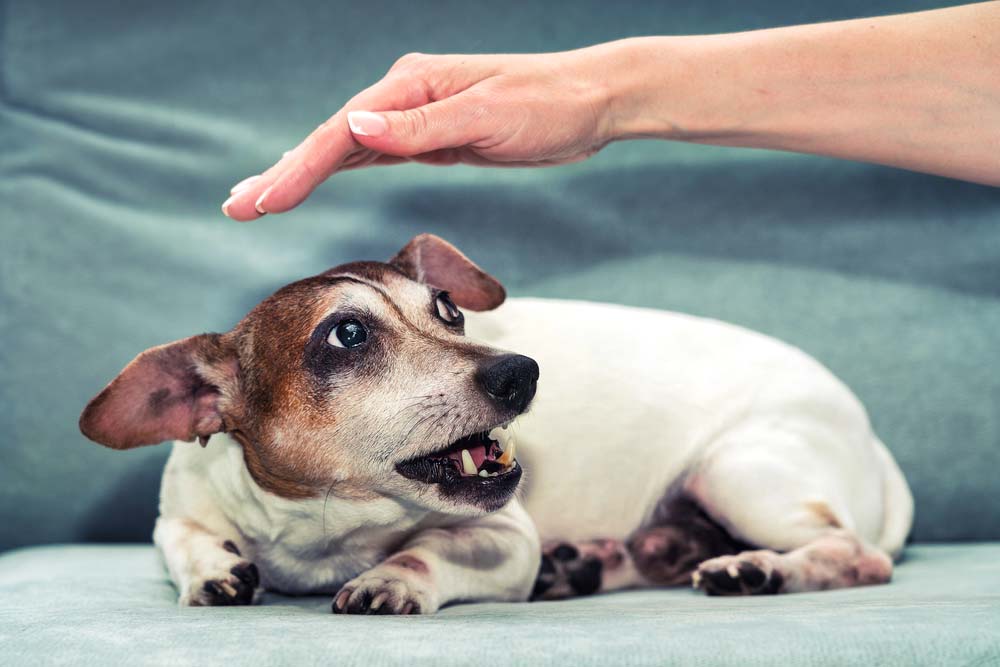 Como tratar los ataques de locura en perros