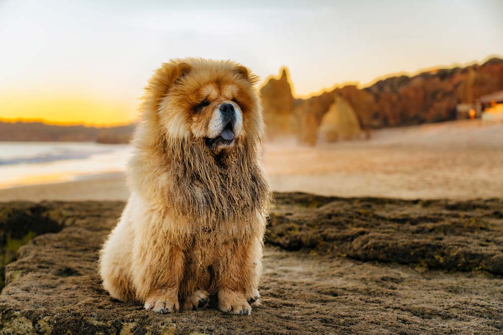 Perros chinos Chow chow