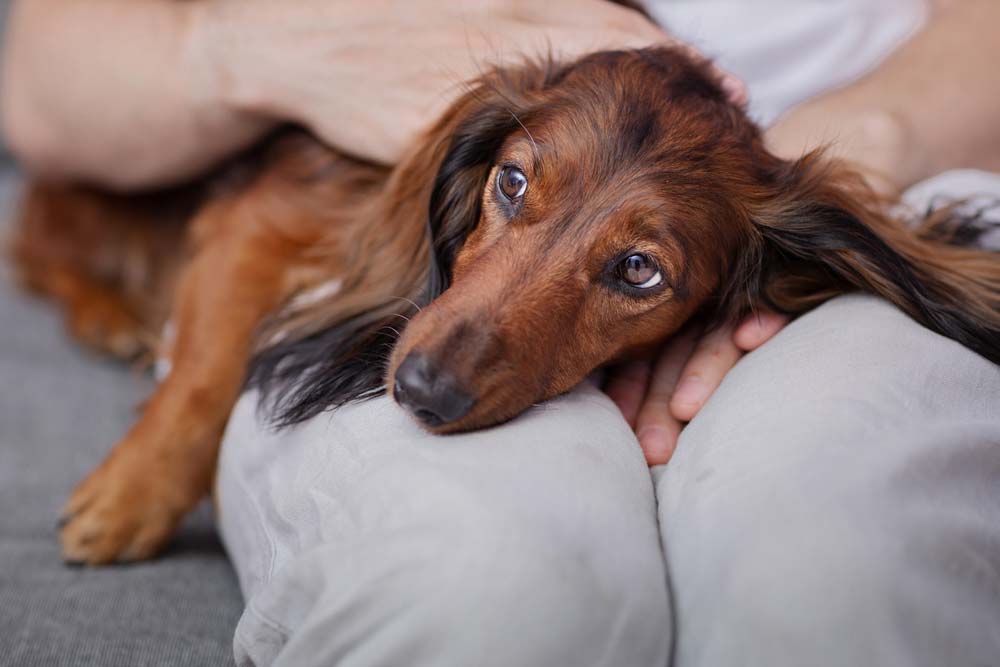 Sintomas que debes observar en tu perro enfermo