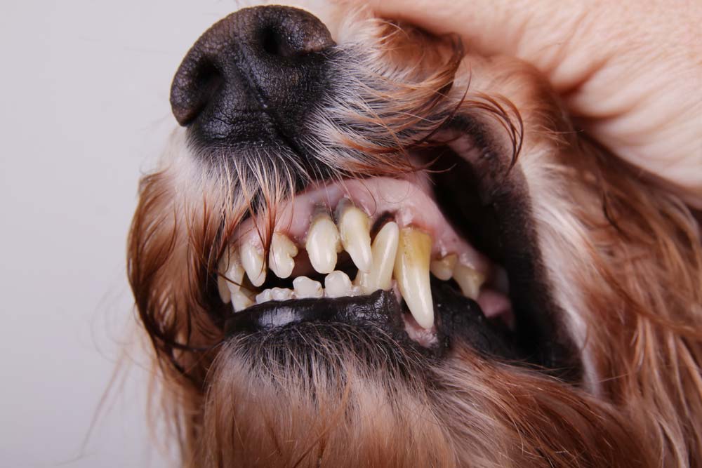 causas problemas dentales perros