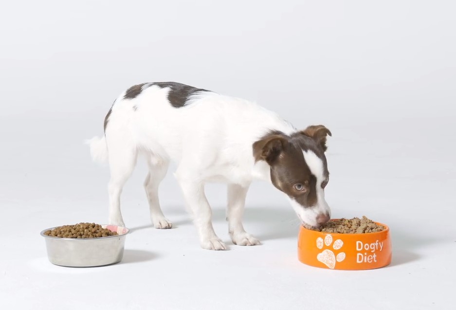 comida para perros Dogfy diet