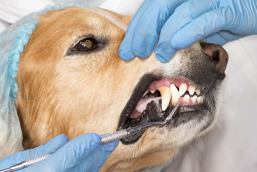 por que es importante el cuidado dental perros