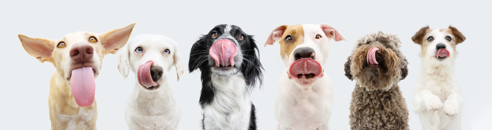 Banner,Six,Hungry,Dogs,Licking,Its,Lips,With,Tongue,Out