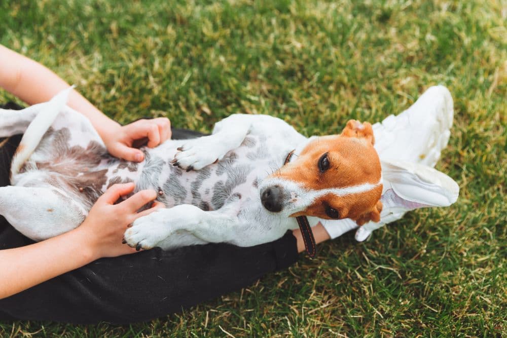 Como prevenir la barriga hinchada en tu perro