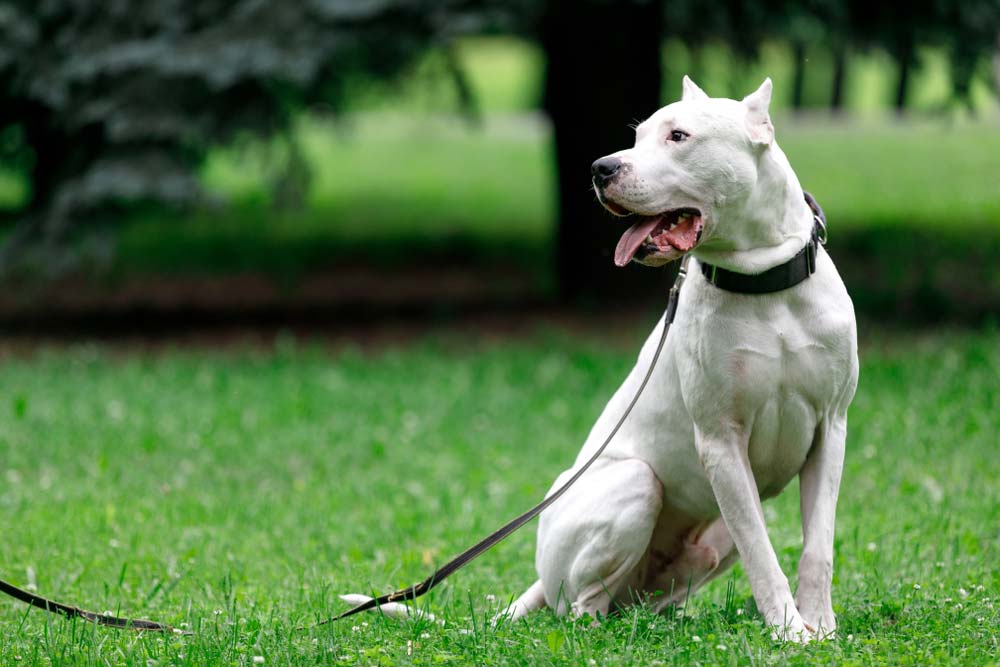Características y salud del Dogo Argentino - Central Pets Perú