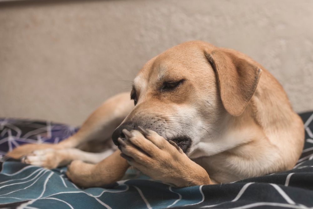 Factores que desencadenan el lamido de patas en perros