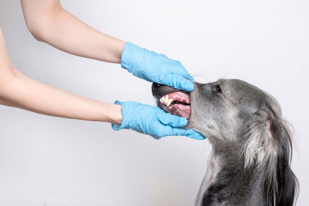 Galgo Cachorro dientes