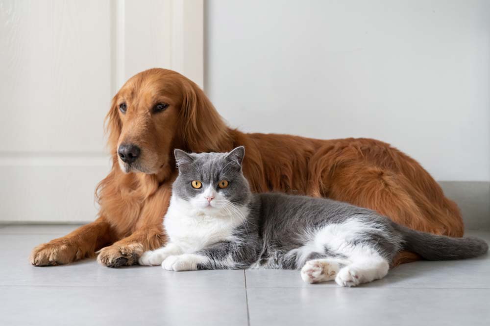 Golden retriever y gato