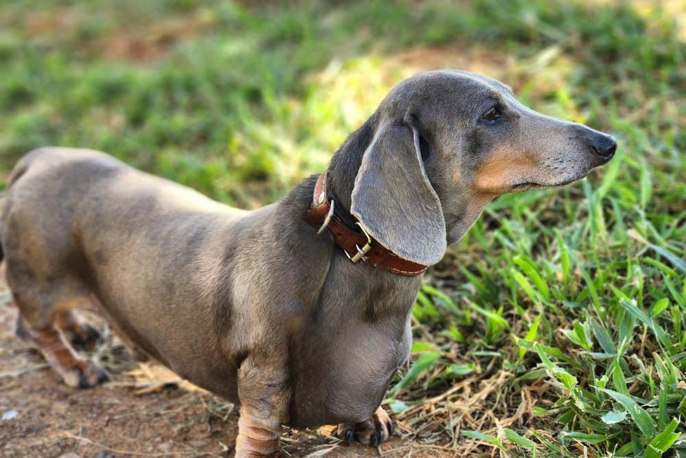 Meet the Fila Brasileiro  Comportamiento de los perros, Razas de