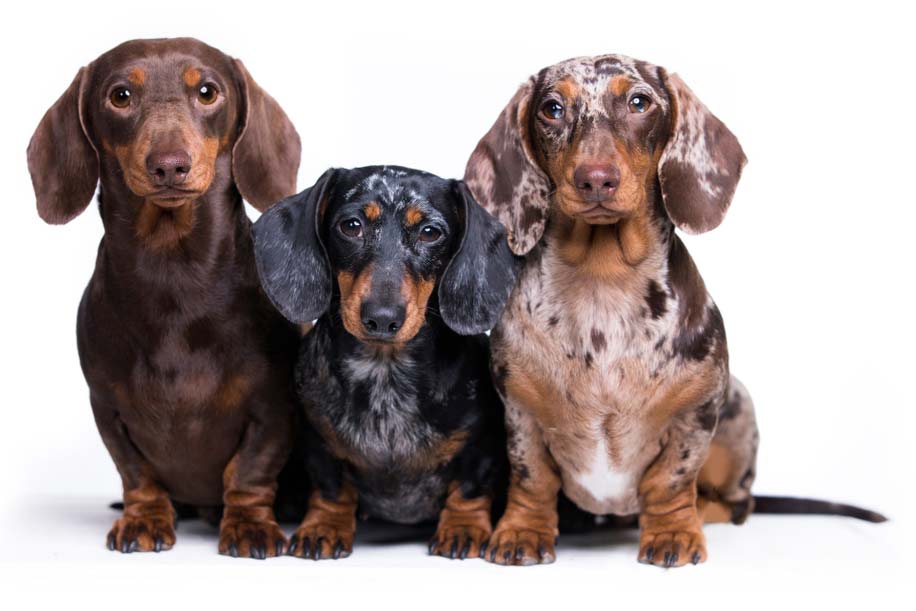 Dachshund: El Perro Salchicha y sus Fascinantes Variantes – Pets Table