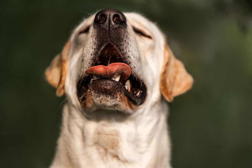 Tratamientos para la tos en perros
