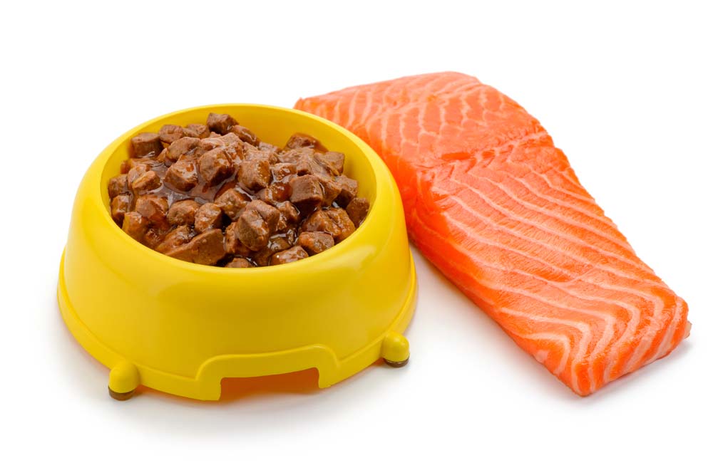 comida perro salmon