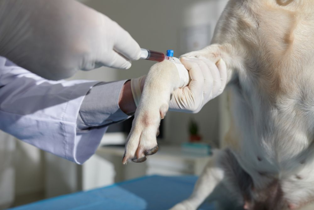 ¿Como se diagnostica la leishmaniasis en perros