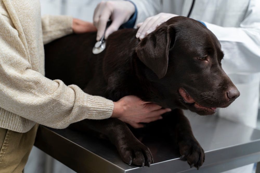 ¿Es la tos en los perros siempre un signo de enfermedad grave