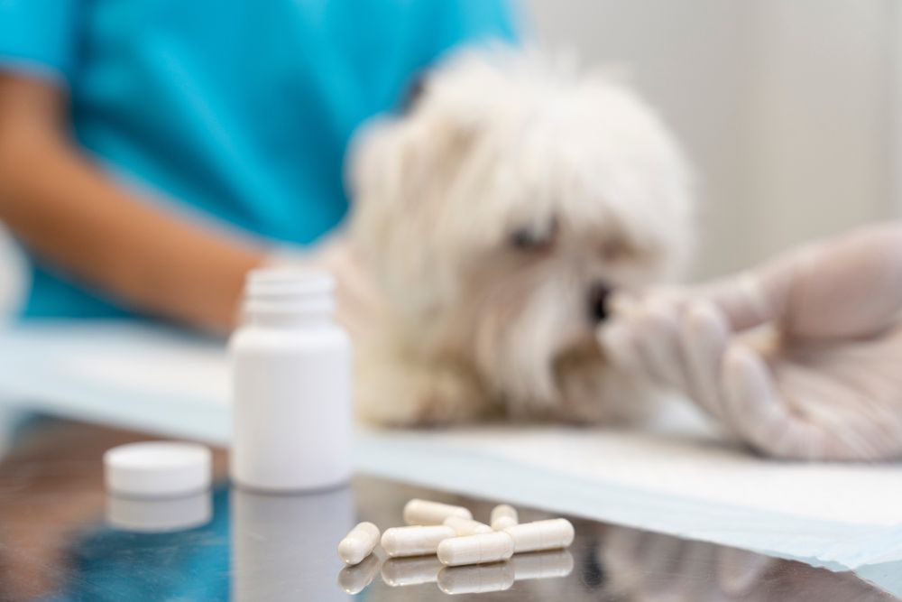 ¿Son seguros los suplementos para reducir el lamido en perros