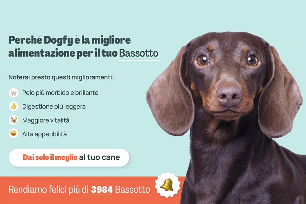 Bassotto banner