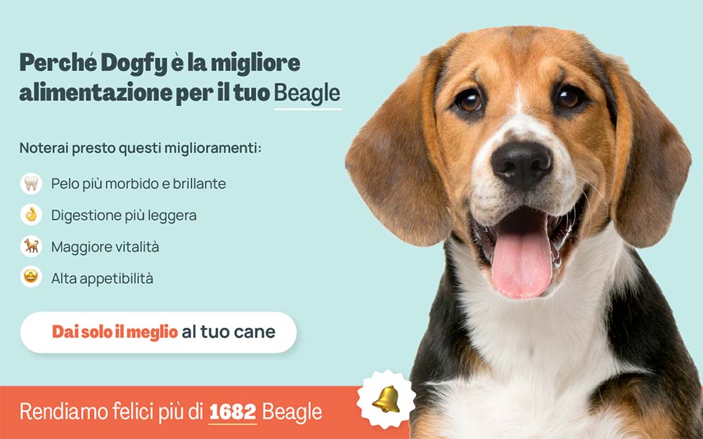 Beagle banner