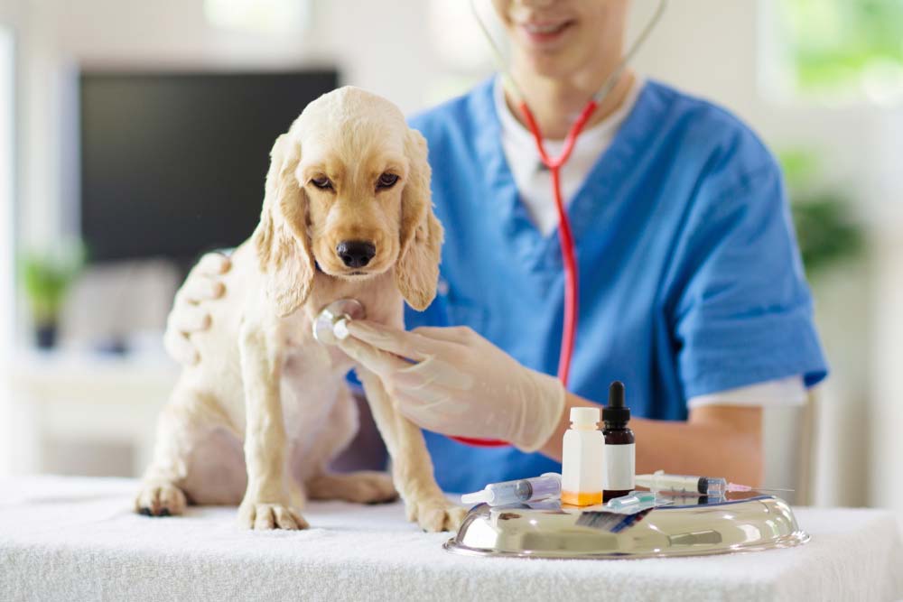 Cachorro veterinario