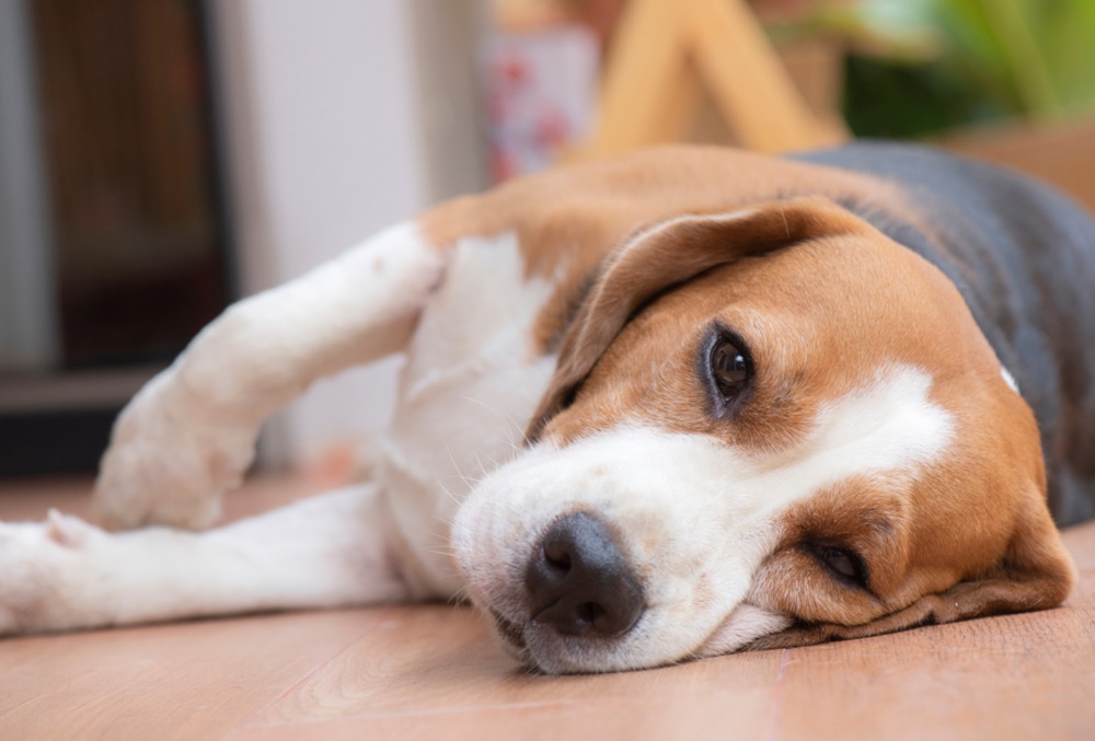 Enfermedades relacionadas con el tracto digestivo en perros