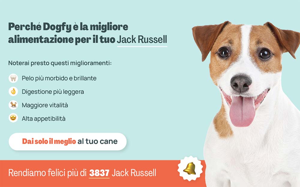 Jack Russell banner