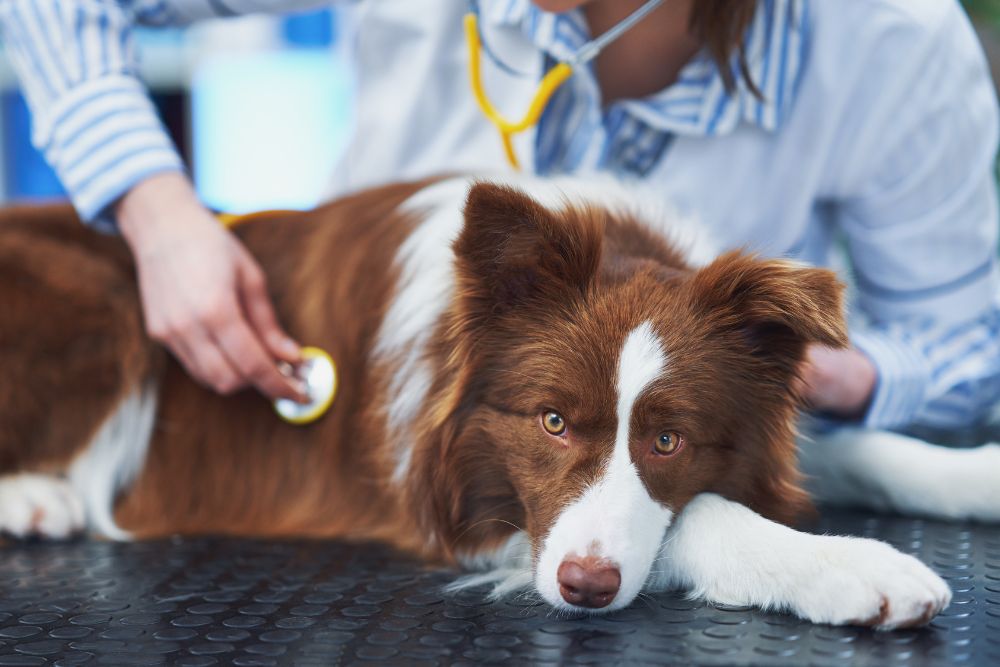 Prevencion de la enfermedad renal en perros consejos para la prevencion
